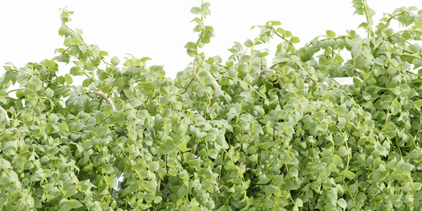 Hanging wall plants collection vol 56-Blender
