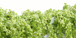 Hanging wall plants collection vol 56-Blender