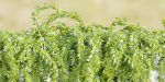 Hanging wall plants collection vol 72-Blender
