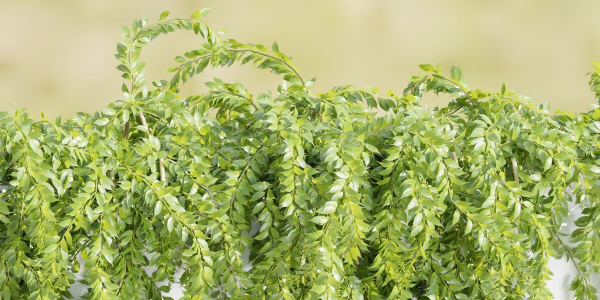 Hanging wall plants collection vol 72-Blender