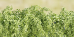 Hanging wall plants collection vol 72-Blender