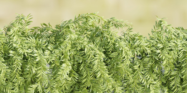 Hanging wall plants collection vol 72-Blender