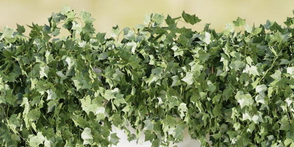Hanging wall plants collection vol 72-Blender