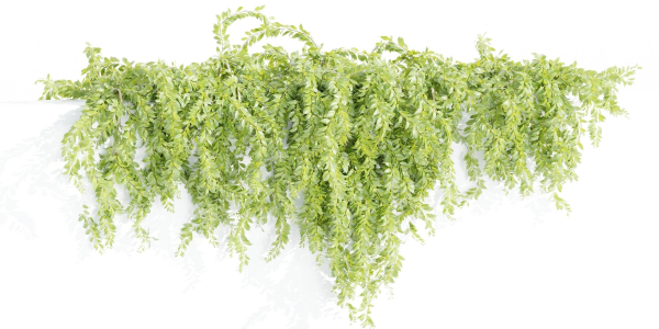 Hanging wall plants collection vol 72-Blender