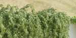Hanging wall plants collection vol 90-Blender