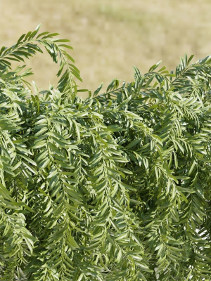 hanging-wall-plants-collection-vol-90-blender-3d-model-65433ef5a3