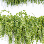 Hanging wall plants vol 127