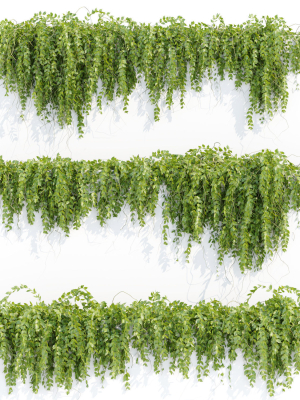 Hanging wall plants vol 127