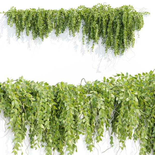 Hanging wall plants vol 127