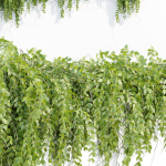 Hanging wall plants vol 127