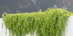 Hanging wall plants vol 127-Blender