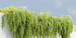 Hanging wall plants vol 127-Blender