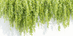 Hanging wall plants vol 127-Blender