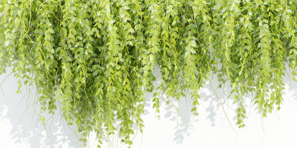 Hanging wall plants vol 127-Blender