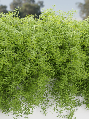 hanging-wall-plants-vol-171-blender-3d-model-0cd3f08777