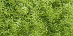 Hanging wall plants vol 171-Blender