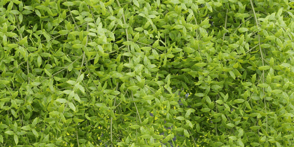 Hanging wall plants vol 171-Blender
