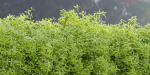 Hanging wall plants vol 171-Blender