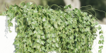 Hanging wall plants vol 91-Blender