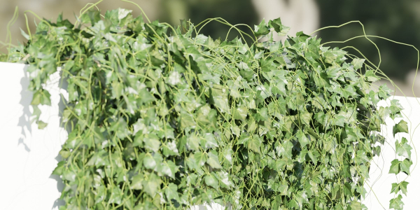 Hanging wall plants vol 91-Blender