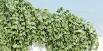 Hanging wall plants vol 91-Blender