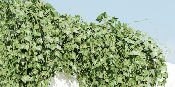 Hanging wall plants vol 91-Blender
