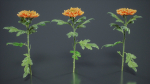 Hardy Garden Mum Chrysanthemum Morifolium
