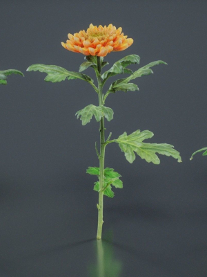 Hardy Garden Mum Chrysanthemum Morifolium