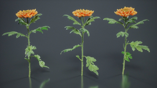 Hardy Garden Mum Chrysanthemum Morifolium