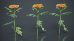 Hardy Garden Mum Chrysanthemum Morifolium