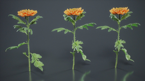 Hardy Garden Mum Chrysanthemum Morifolium