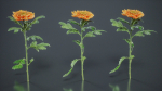 Hardy Garden Mum Chrysanthemum Morifolium