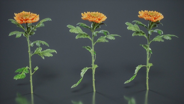 Hardy Garden Mum Chrysanthemum Morifolium