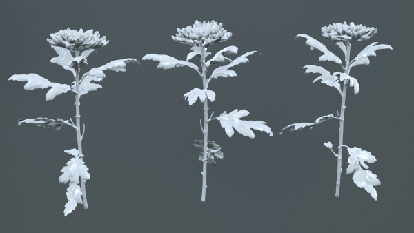 Hardy Garden Mum Chrysanthemum Morifolium