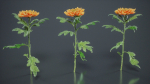 Hardy Garden Mum Chrysanthemum Morifolium