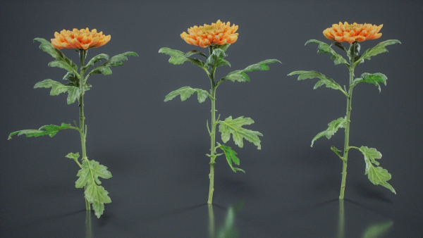Hardy Garden Mum Chrysanthemum Morifolium