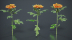 Hardy Garden Mum Chrysanthemum Morifolium