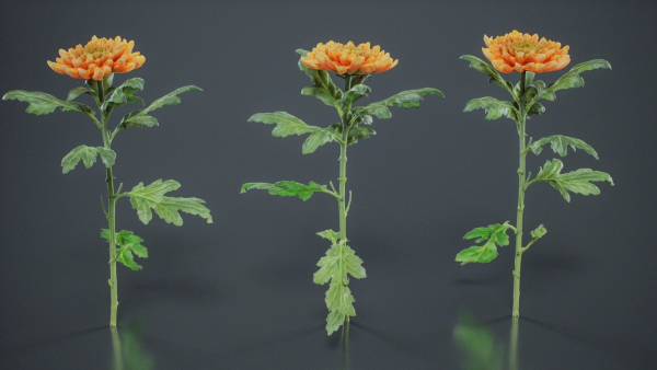 Hardy Garden Mum Chrysanthemum Morifolium