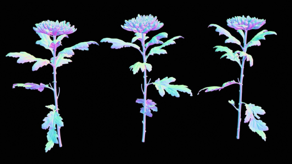 Hardy Garden Mum Chrysanthemum Morifolium