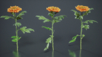 Hardy Garden Mum Chrysanthemum Morifolium