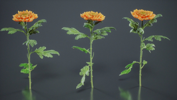 Hardy Garden Mum Chrysanthemum Morifolium