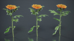 Hardy Garden Mum Chrysanthemum Morifolium