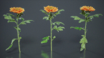 Hardy Garden Mum Chrysanthemum Morifolium