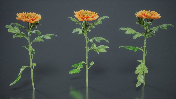 Hardy Garden Mum Chrysanthemum Morifolium