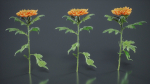 Hardy Garden Mum Chrysanthemum Morifolium