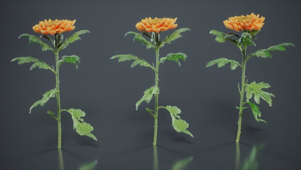 Hardy Garden Mum Chrysanthemum Morifolium