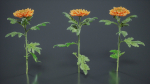 Hardy Garden Mum Chrysanthemum Morifolium