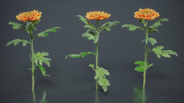 Hardy Garden Mum Chrysanthemum Morifolium