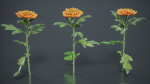 Hardy Garden Mum Chrysanthemum Morifolium