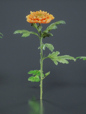 hardy-garden-mum-chrysanthemum-morifolium-3d-model-fd9cf7bc8d
